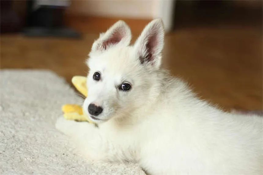 Honda F1 Partnership with Aston Martin: What It Means for Racing Fans